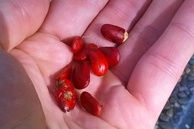 Magnolia propagation: cuttings, seeds, at home