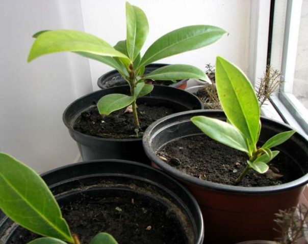 Magnolia propagation: cuttings, seeds, at home