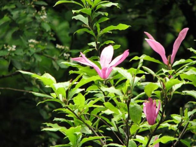 Magnolia propagation: cuttings, seeds, at home