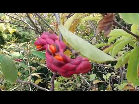 Magnolia propagation: cuttings, seeds, at home