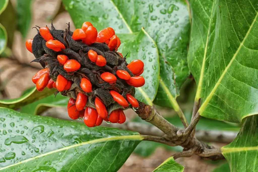 Magnolia propagation: cuttings, seeds, at home