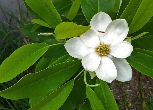 Magnolia room (home): photo, care and cultivation