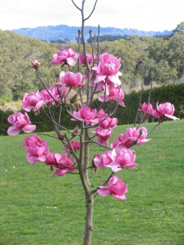 Magnolia room (home): photo, care and cultivation