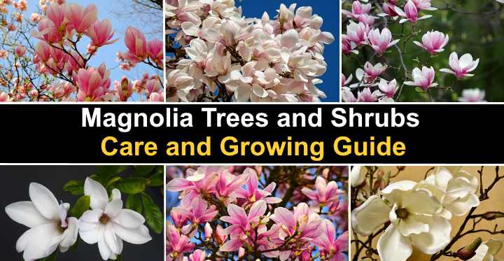 Magnolia room (home): photo, care and cultivation