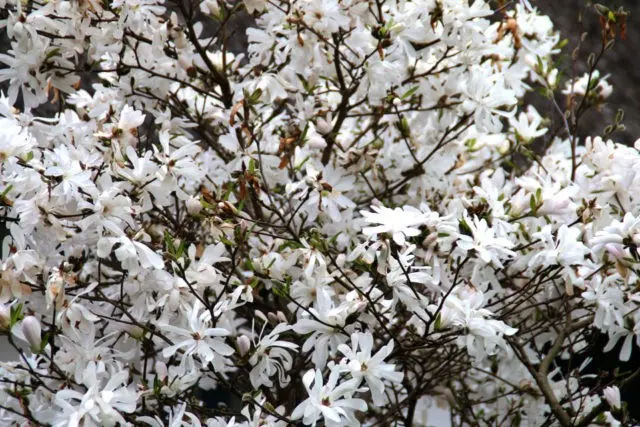 Magnolia stellata (star-shaped, stellata): Rosea, Royal Star, Vatelily, photo and description of varieties