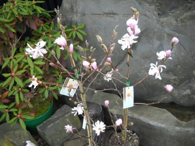 Magnolia stellata (star-shaped, stellata): Rosea, Royal Star, Vatelily, photo and description of varieties