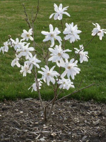 Magnolia stellata (star-shaped, stellata): Rosea, Royal Star, Vatelily, photo and description of varieties