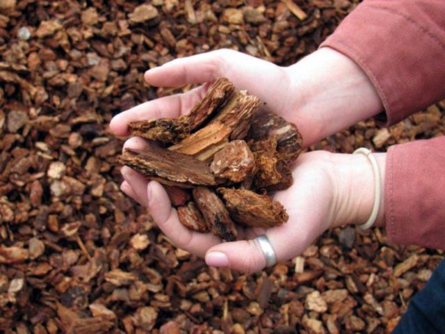 Magnolia stellata (star-shaped, stellata): Rosea, Royal Star, Vatelily, photo and description of varieties