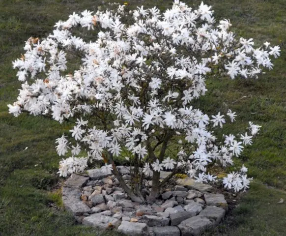 Magnolia stellata (star-shaped, stellata): Rosea, Royal Star, Vatelily, photo and description of varieties