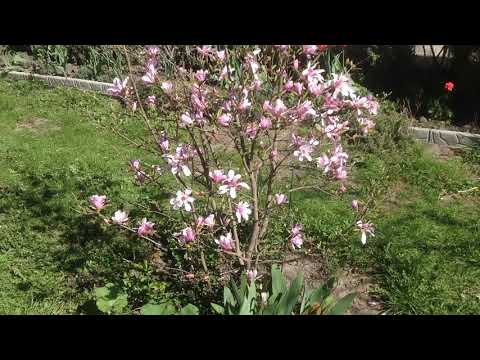 Magnolia stellata (star-shaped, stellata): Rosea, Royal Star, Vatelily, photo and description of varieties