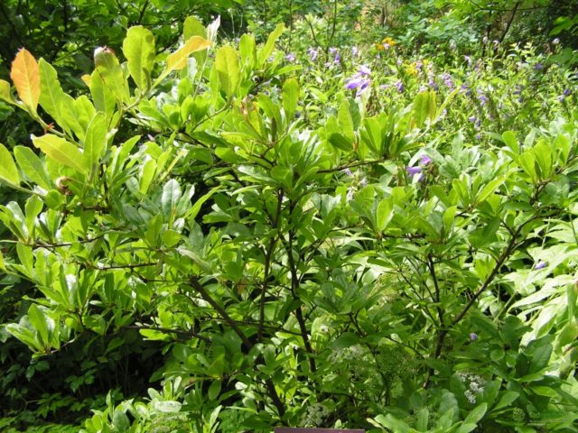 Magnolia stellata (star-shaped, stellata): Rosea, Royal Star, Vatelily, photo and description of varieties