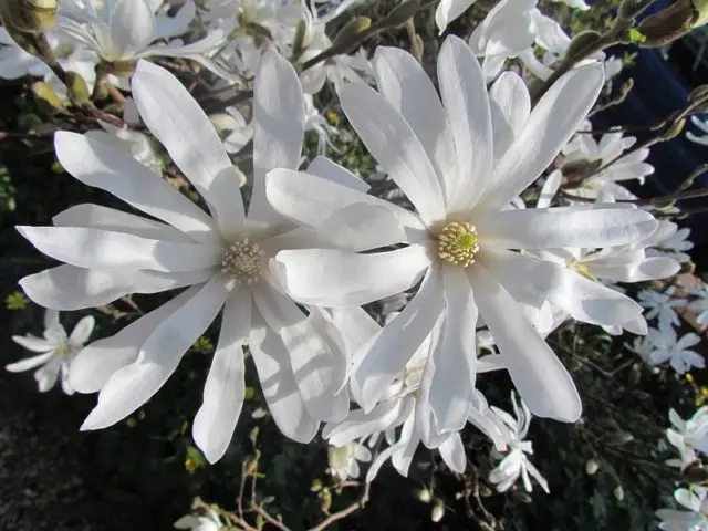 Magnolia stellata (star-shaped, stellata): Rosea, Royal Star, Vatelily, photo and description of varieties