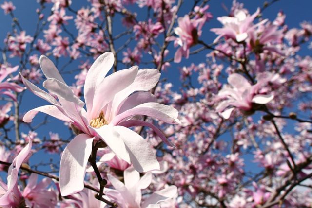 Magnolia stellata (star-shaped, stellata): Rosea, Royal Star, Vatelily, photo and description of varieties