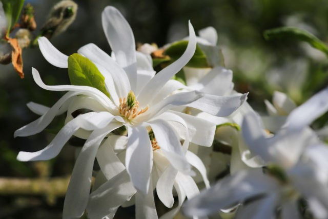 Magnolia stellata (star-shaped, stellata): Rosea, Royal Star, Vatelily, photo and description of varieties