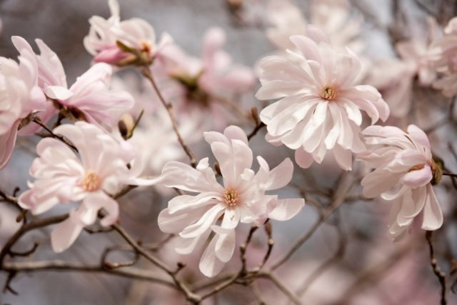 Magnolia stellata (star-shaped, stellata): Rosea, Royal Star, Vatelily, photo and description of varieties