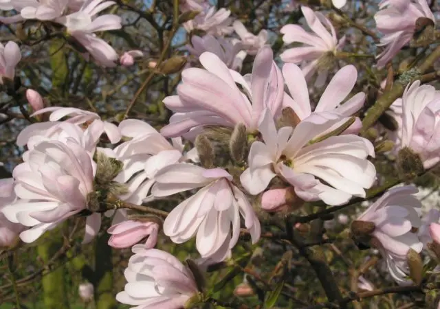 Magnolia stellata (star-shaped, stellata): Rosea, Royal Star, Vatelily, photo and description of varieties