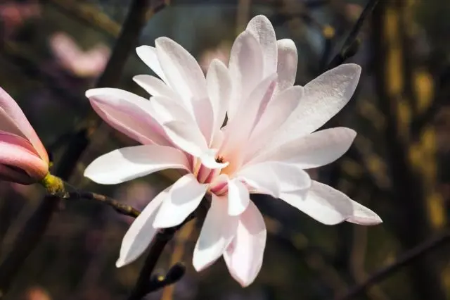 Magnolia stellata (star-shaped, stellata): Rosea, Royal Star, Vatelily, photo and description of varieties