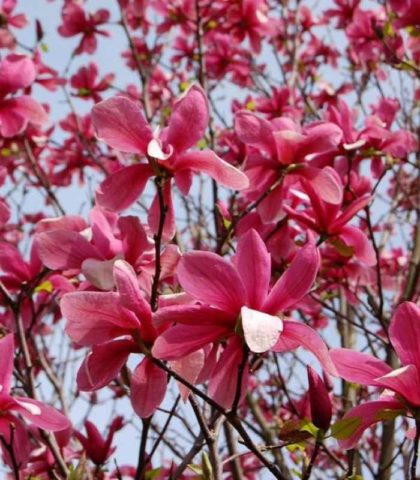 Magnolia Sulangeana (Soulangeana) Alexandrina, Galaxy, Princess of Dreams, Alba Superba, Rustica Rubra: photo and description of varieties, reviews, frost resistance