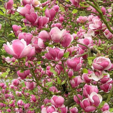 Magnolia Sulangeana (Soulangeana) Alexandrina, Galaxy, Princess of Dreams, Alba Superba, Rustica Rubra: photo and description of varieties, reviews, frost resistance