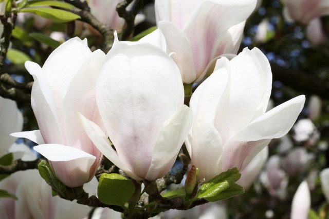 Magnolia Sulangeana (Soulangeana) Alexandrina, Galaxy, Princess of Dreams, Alba Superba, Rustica Rubra: photo and description of varieties, reviews, frost resistance