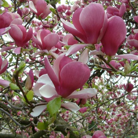 Magnolia Sulangeana (Soulangeana) Alexandrina, Galaxy, Princess of Dreams, Alba Superba, Rustica Rubra: photo and description of varieties, reviews, frost resistance