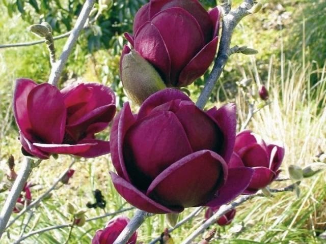 Magnolia Sulangeana (Soulangeana) Alexandrina, Galaxy, Princess of Dreams, Alba Superba, Rustica Rubra: photo and description of varieties, reviews, frost resistance