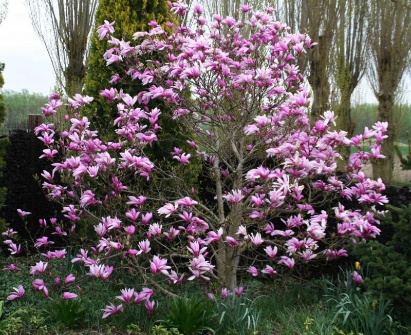 Magnolia Sulangeana (Soulangeana): descriptions and photos of the best varieties, application in the landscape + planting, propagation and care