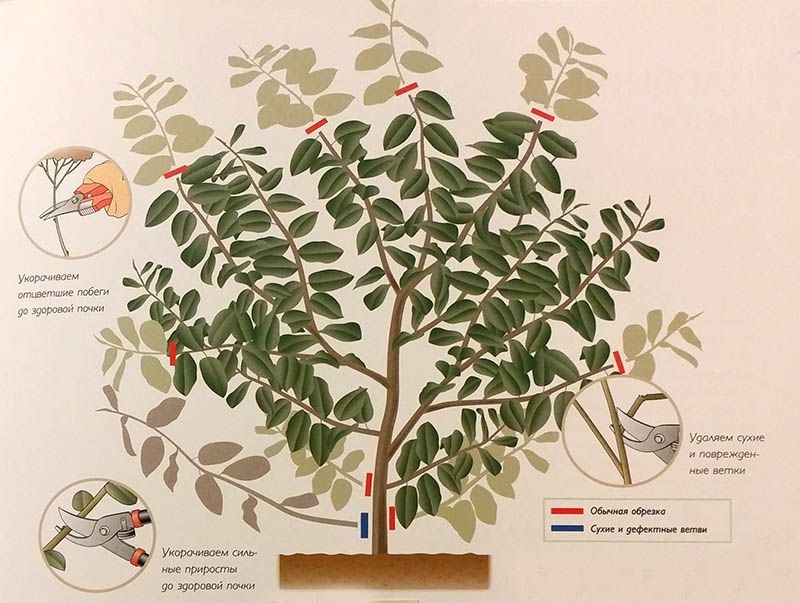 Magnolia Sulangeana (Soulangeana): descriptions and photos of the best varieties, application in the landscape + planting, propagation and care