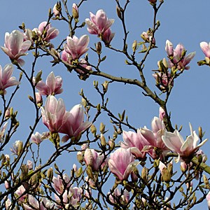 Magnolia Sulangeana (Soulangeana): descriptions and photos of the best varieties, application in the landscape + planting, propagation and care