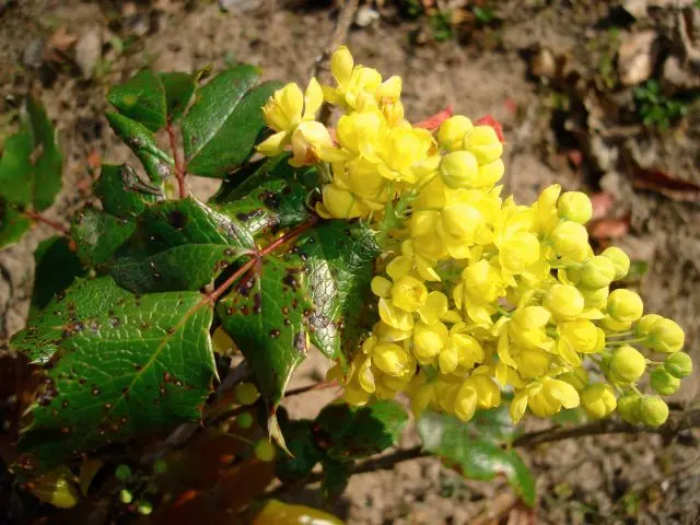 Magonia holly in landscape design: hedge photo