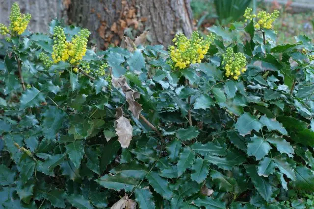 Magonia holly in landscape design: hedge photo