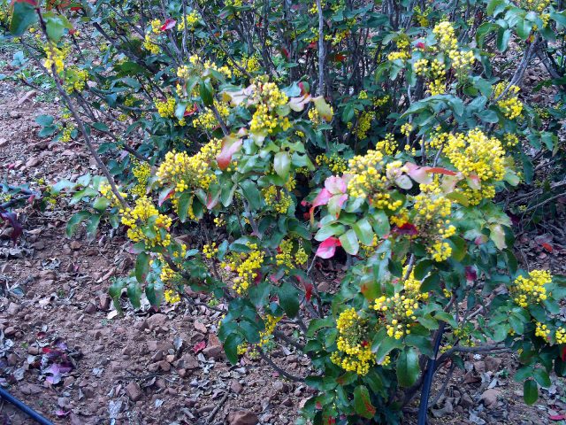 Magonia holly in landscape design: hedge photo