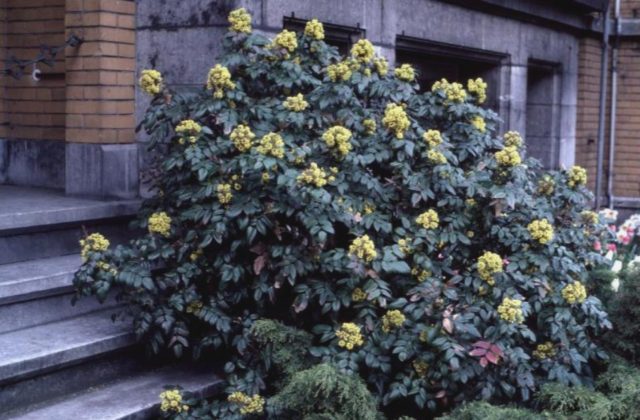 Magonia holly in landscape design: hedge photo