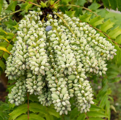 Magonia holly in landscape design: hedge photo