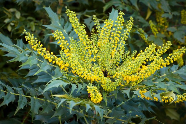 Magonia holly in landscape design: hedge photo