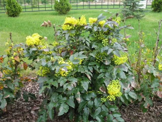 Magonia holly in landscape design: hedge photo