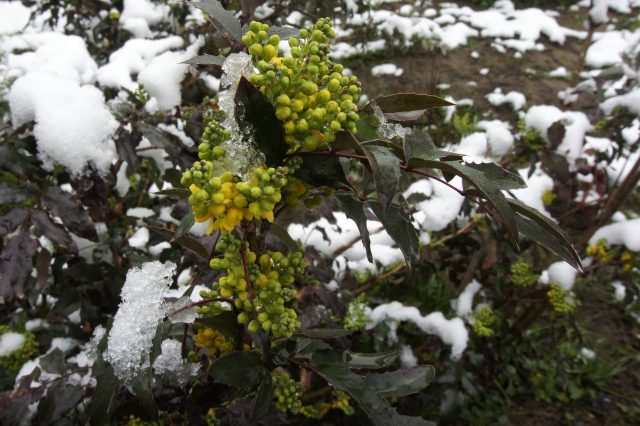 Magonia holly in landscape design: hedge photo