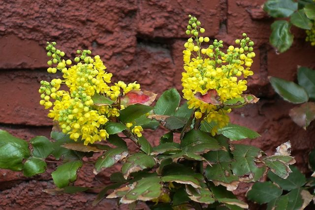 Magonia holly in landscape design: hedge photo