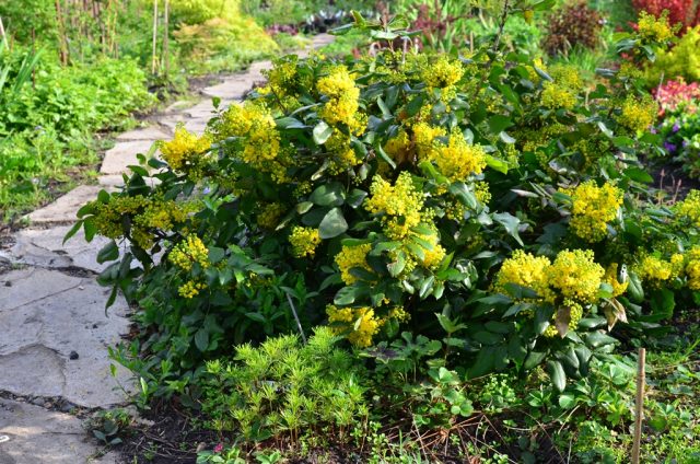 Magonia holly in landscape design: hedge photo