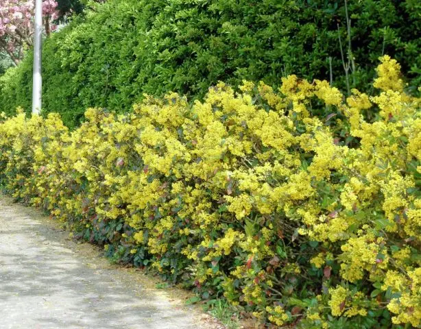 Magonia holly in landscape design: hedge photo