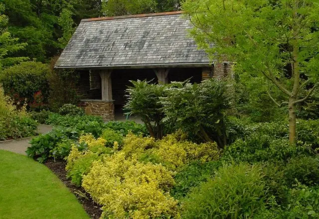 Magonia holly in landscape design: hedge photo