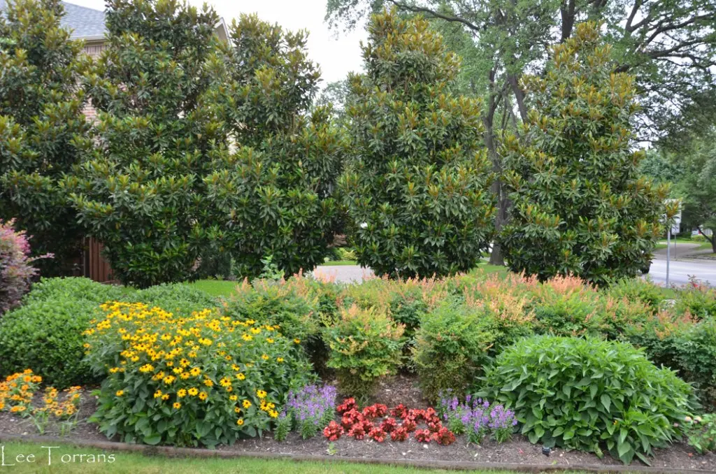 Magonia holly in landscape design: hedge photo