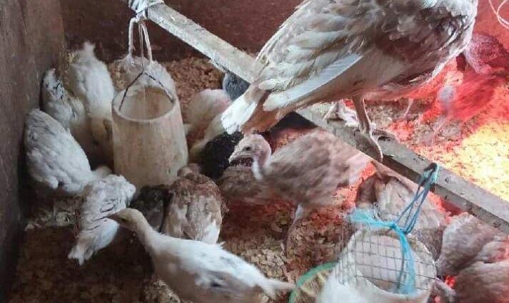 Making a brooder for turkeys