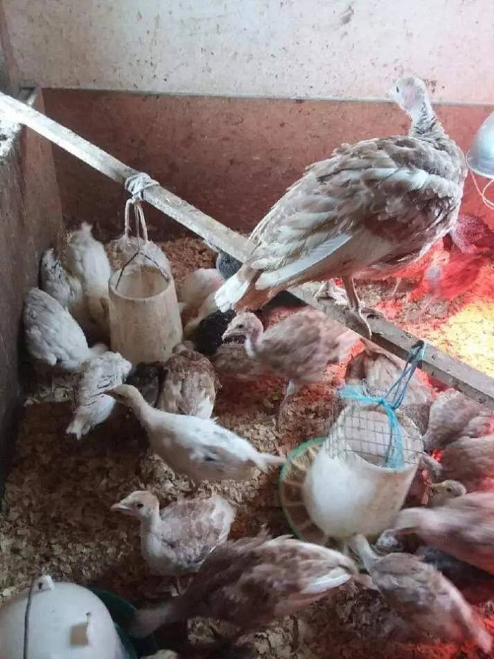 Making a brooder for turkeys