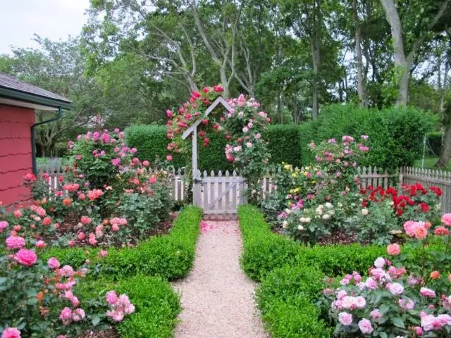 Making a front garden in front of the house + photo