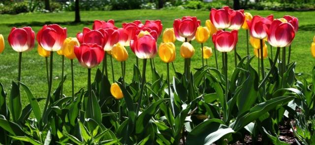 Making flower beds in the country with your own hands + photo