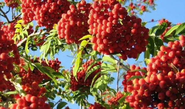 Making homemade rowan wine 