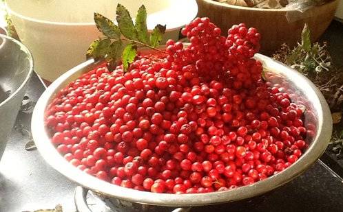 Making homemade rowan wine 