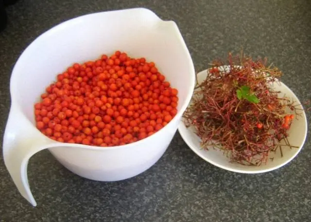 Making homemade rowan wine 