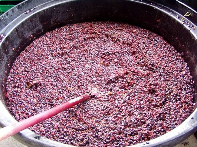 Making wine from grapes at home: a recipe